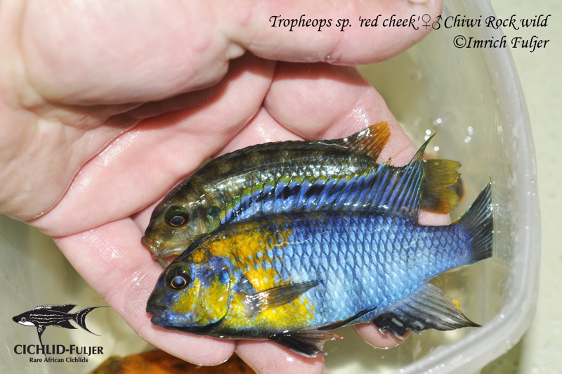 Tropheops sp. 'red cheek' Chiwi Rocks